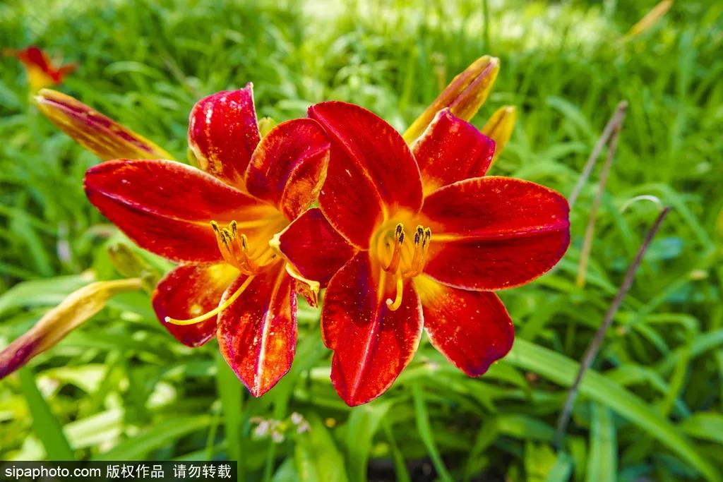 小暑福利活动,今日小暑暑热来袭如何觅得清凉