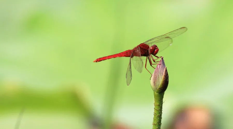 宋词300首经典诗词,一生必背100首经典唐诗宋词朗诵版