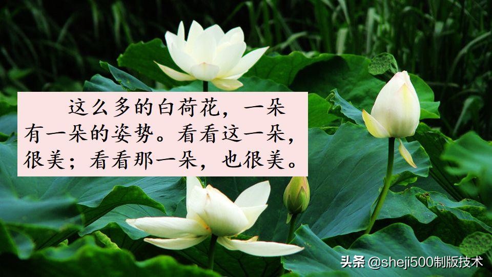 部编版三年级下册语文3荷花讲解,三年级下册部编语文荷花教学视频