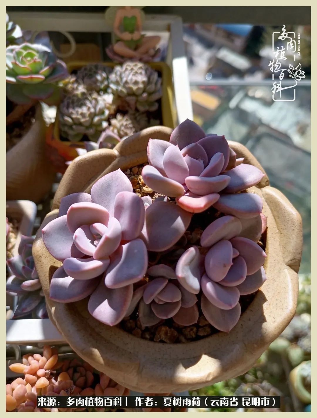 自从养了多肉有了窗台想要个阳台,养多肉10年多