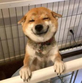 狗狗太粘人怎么办,狗狗一直喘气特别粘人是怎么回事