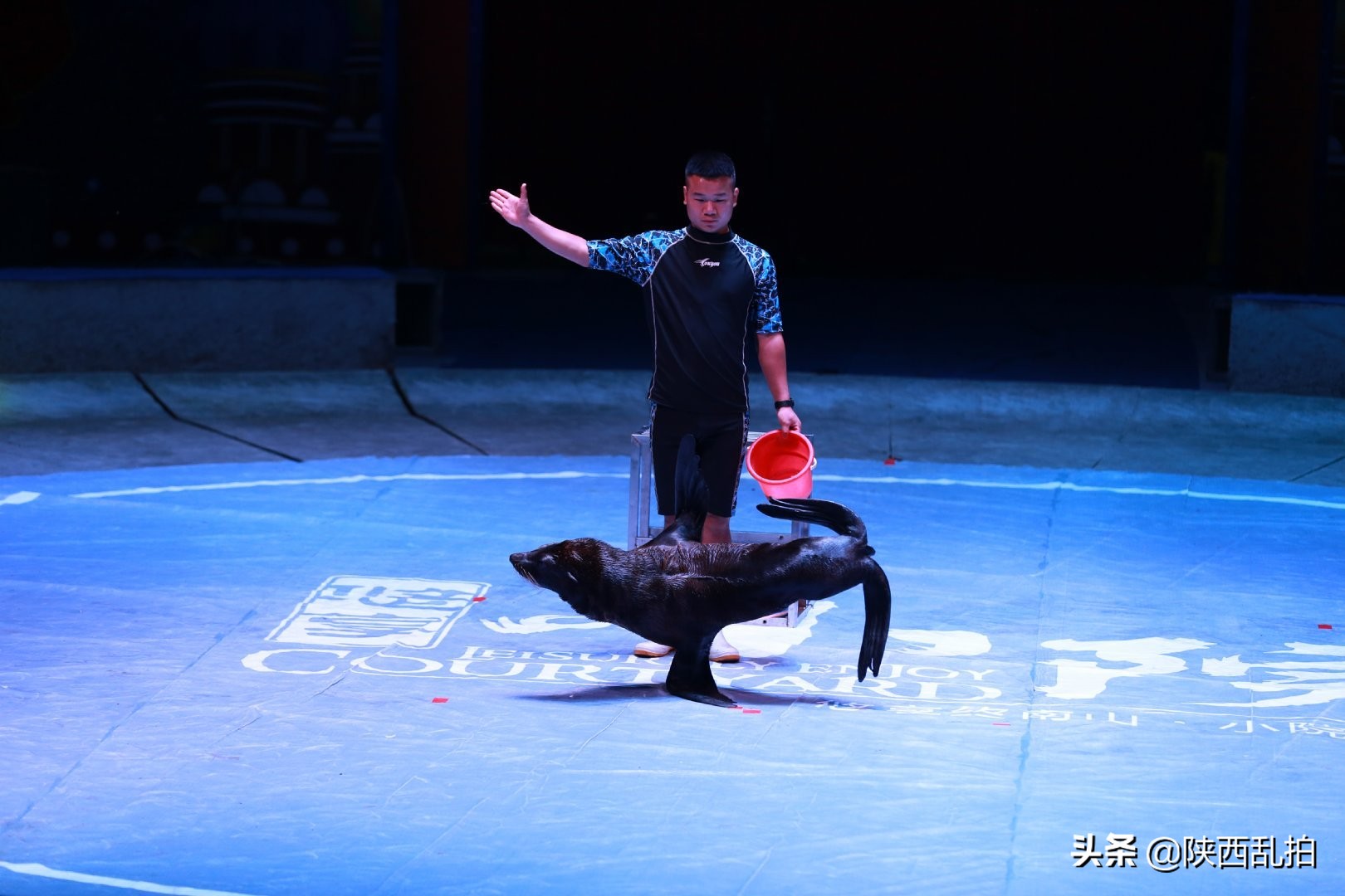 全家大马戏,全家总动员国庆