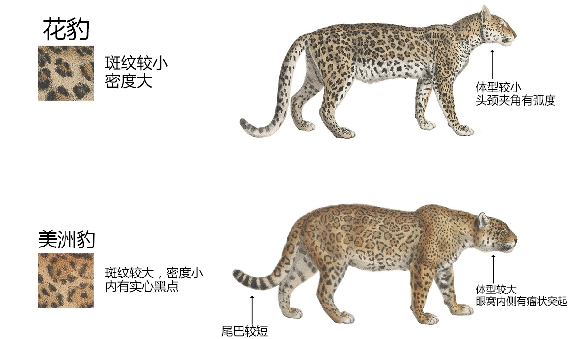 美洲豹和豹猫的相同之处,美洲豹和花豹的区别讨论