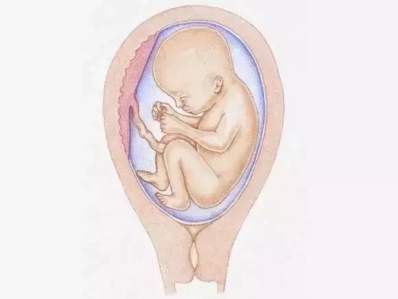 图文详解：胎儿各月的生长重点，干货可收藏