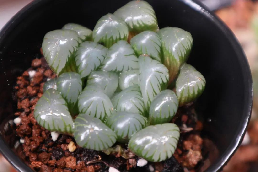 适合南方比较好养的12款多肉,养一年就开花的多肉品种