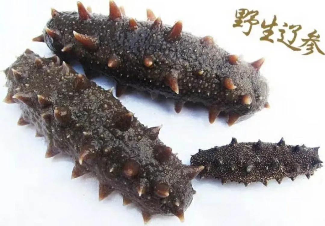 海参能生吃吗海参怎么吃最有营养,海参怎么吃最有营养具体做法