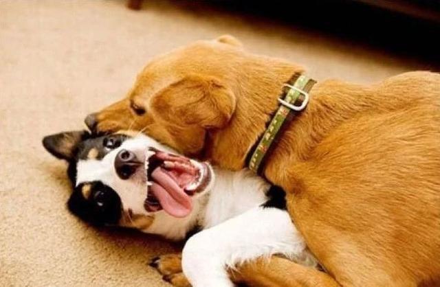 公狗多久才会跨骑,狗为什么会互相跨骑