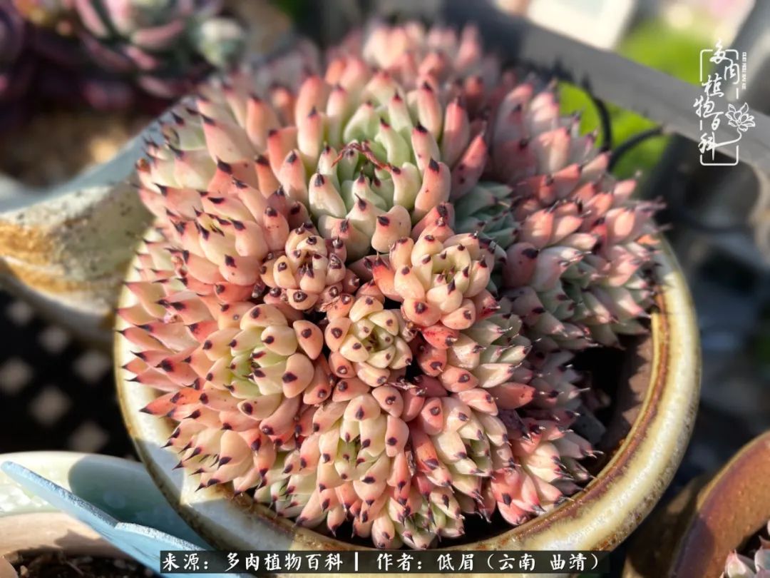 多肉植物百科如何投稿,感谢多肉植物百科的陪伴