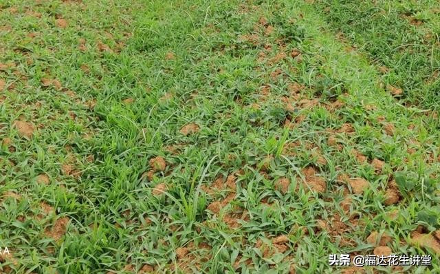 花生田杂草管理,花生田杂草有哪几种