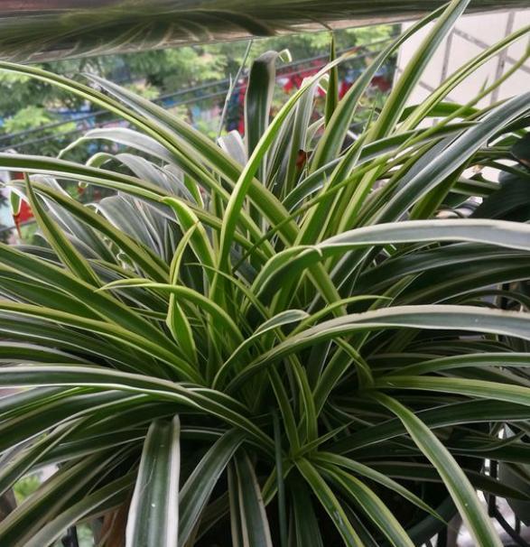 吊兰换盆需要注意什么,几年的吊兰换盆的正确方法