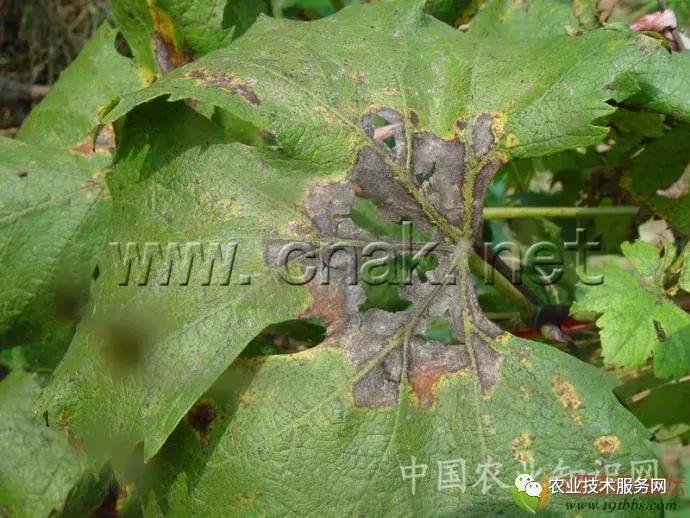 葡萄花前主要病害,葡萄病害图片大全大图