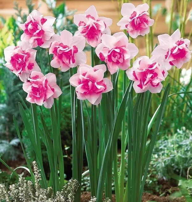 中国十大名花惊艳千年,中国十大名花美极了