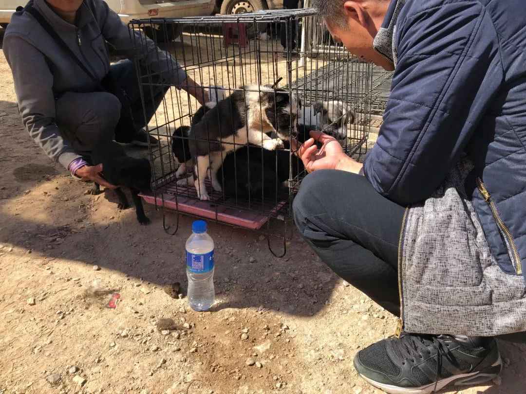 狗市1000块买柴犬,宠物狗串串要值多少钱