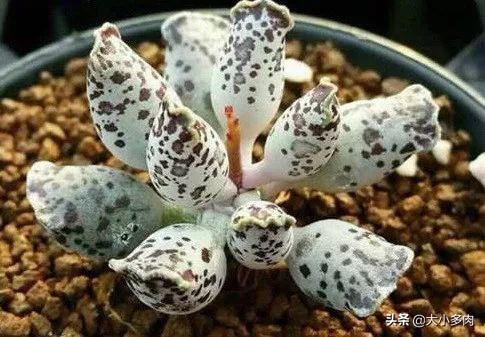 多肉品种水泡,粉色萌宠多肉