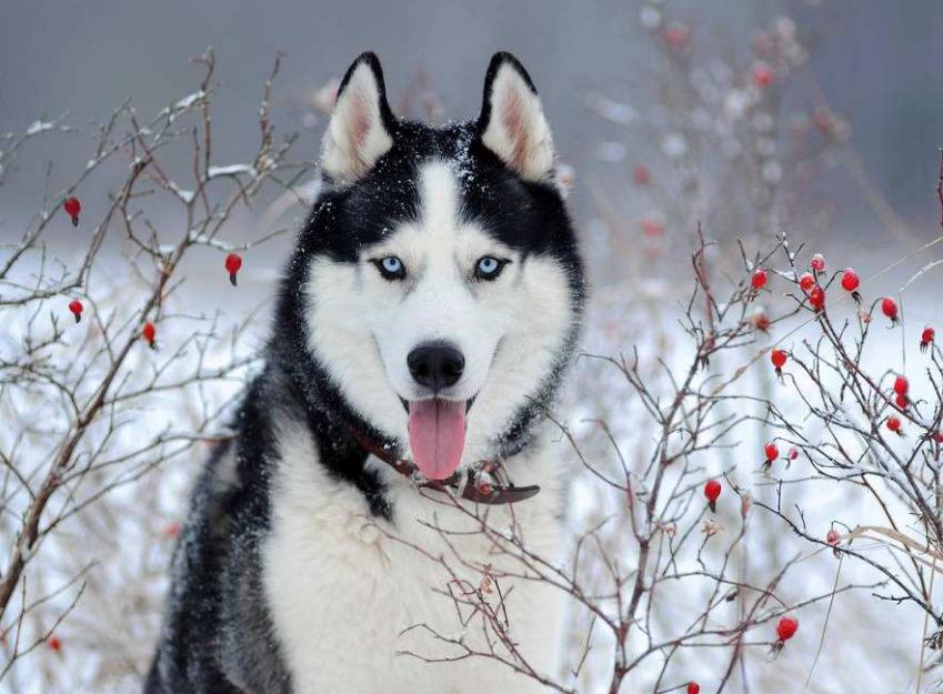 哈士奇嚎叫声与野狼嚎叫声对比,哈士奇为什么嚎