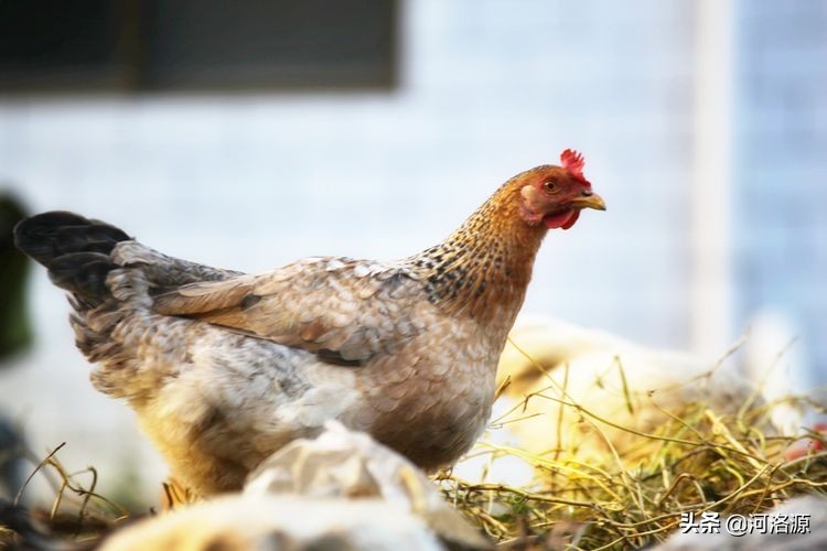 巩义最美乡村,巩义最美乡村游玩好去处