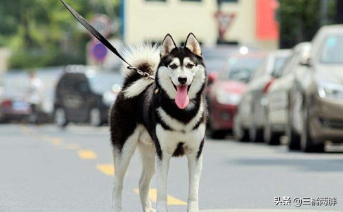 养宠经验分享哈士奇狗狗掉毛,养宠经验分享幼狗狗感冒了怎么办