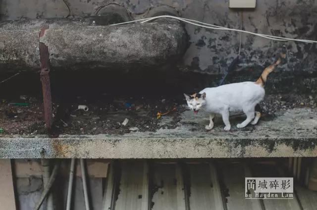 在新会城的中心，有一座时光的废墟
