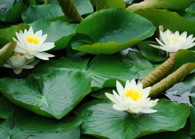 睡莲养在水缸里每年要翻盆吗,睡莲缸冬天翻盆鱼虾怎么办