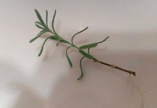 薰衣草扦插繁殖方法和时间,正确的薰衣草的扦插方法是什么