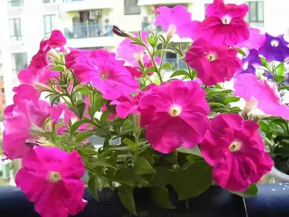 刚装修房子放的花没几天都黄叶了,花突然蔫了怎么回事