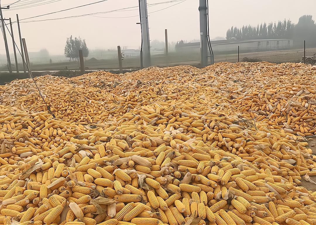 玉米降价种地不挣钱怎么办,粮价上涨能涨1.4元吗