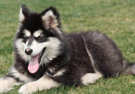 阿拉斯加犬有皮屑怎么办,阿拉斯加犬有棕色吗