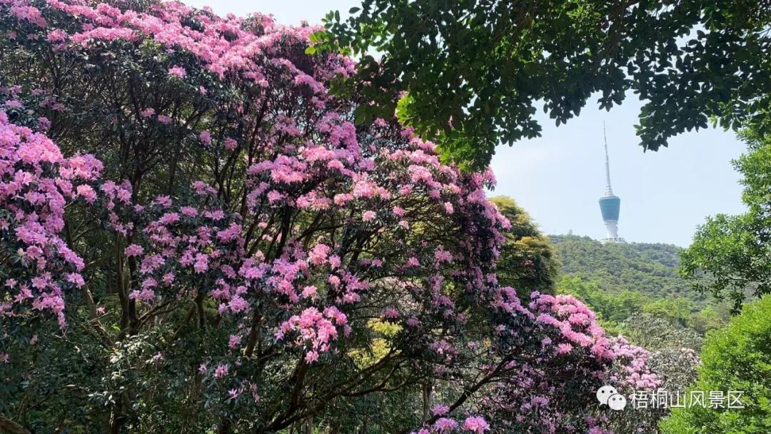 深圳罗湖图书馆开放时间,罗湖图书馆新开在哪了