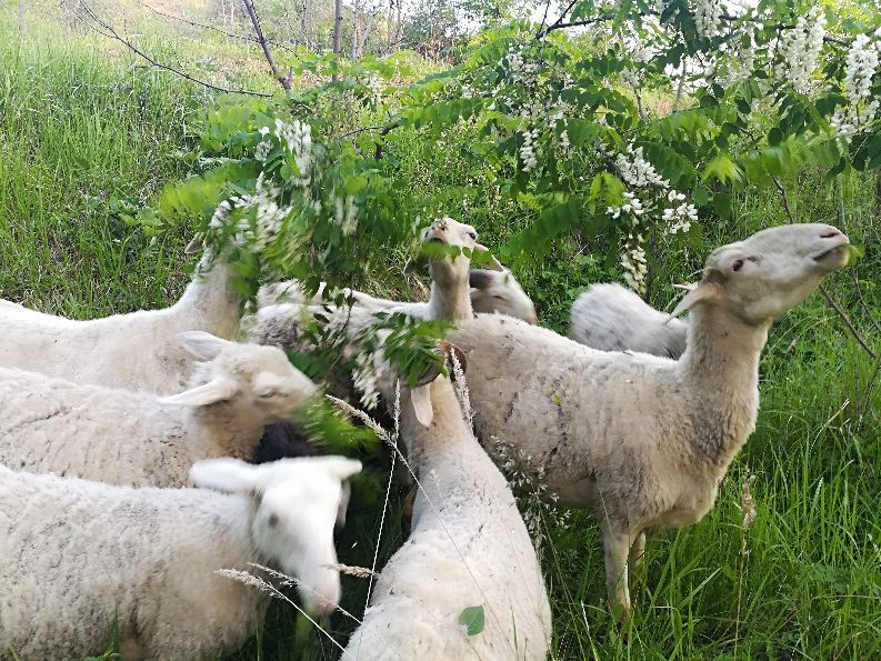 家庭养羊违法吗,农村小规模养羊怎么养合适