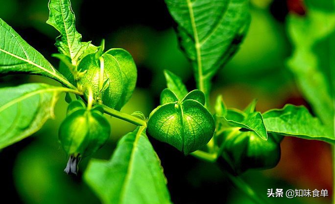 食单丨手工冰粉制作丨最全冰粉制作指南，天然*物冰植**粉大比拼