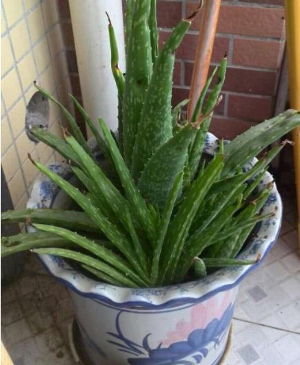 芦荟黄叶了能修剪吗,芦荟黄叶缺什么