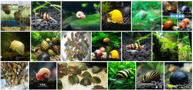 养鱼混养注意事项大全图解,新手养鱼混养推荐