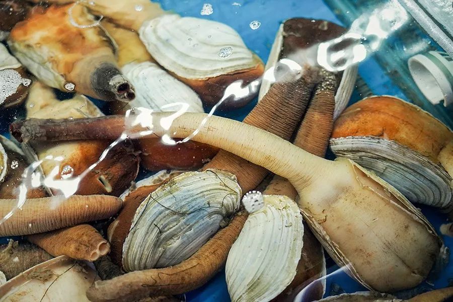 简易龙虾汤泡饭,打边炉花胶鸡汤泡饭做法