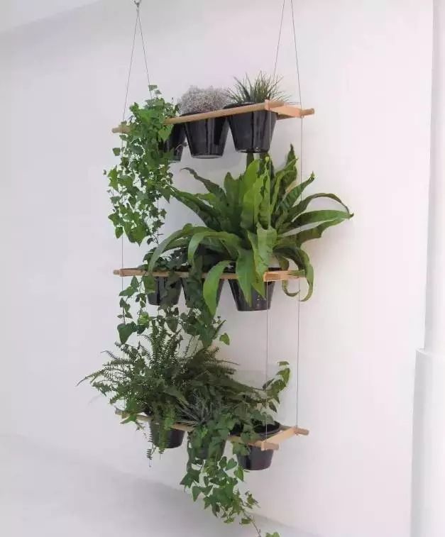 适合放卧室的高大植物,放在卧室的植物养眼