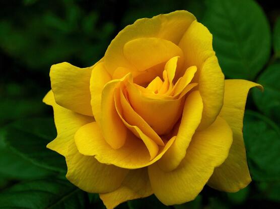 玫瑰花有哪些品种大全,玫瑰花品种大全视频