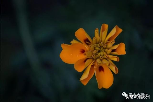 一入秋苏州怎就美成了姑苏,一入秋南京就成了金陵