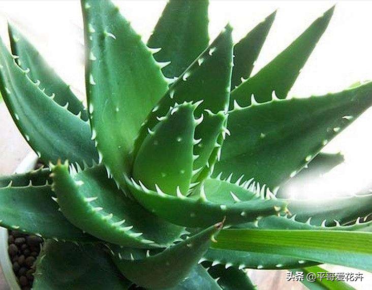 如何让绿萝1星期内死亡,家里芦荟根死怎么救活