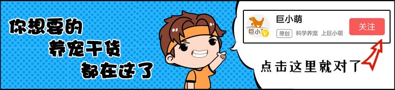 狗狗干眼症用什么清理眼屎,狗狗眼睛发红有眼屎的处理办法