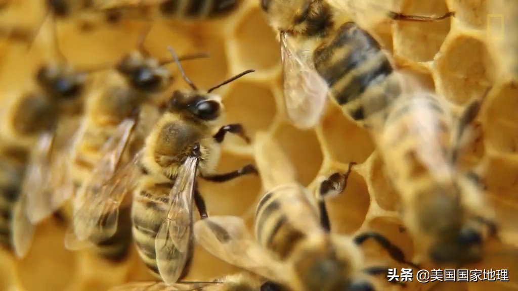 蜜蜂不为人知的小秘密,蜜蜂你不知道的秘密