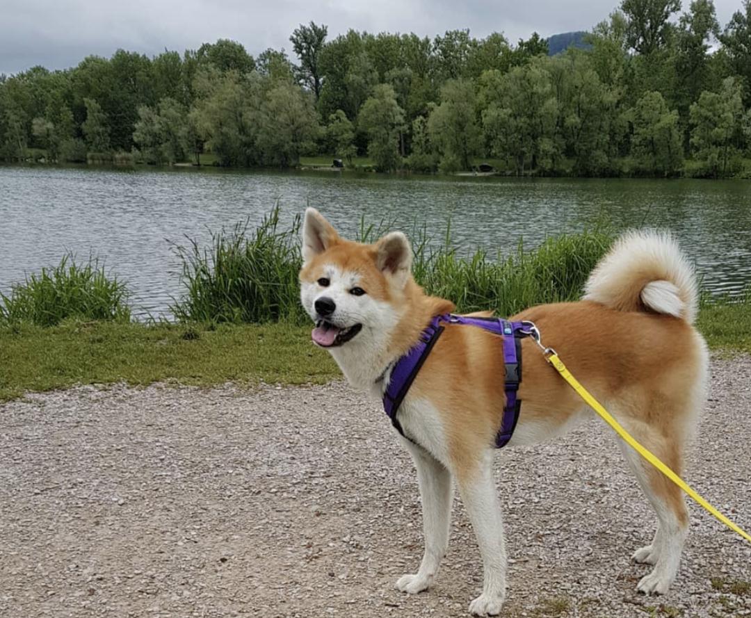 萌犬犬种,萌犬二十种名称