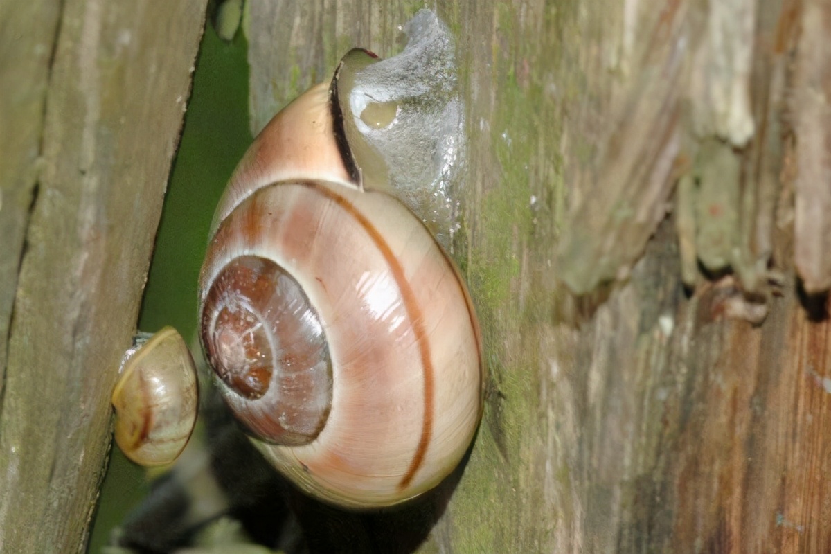 154只国际害虫!上海出现危险物种“森林葱蜗牛”玩具包裹问题大
