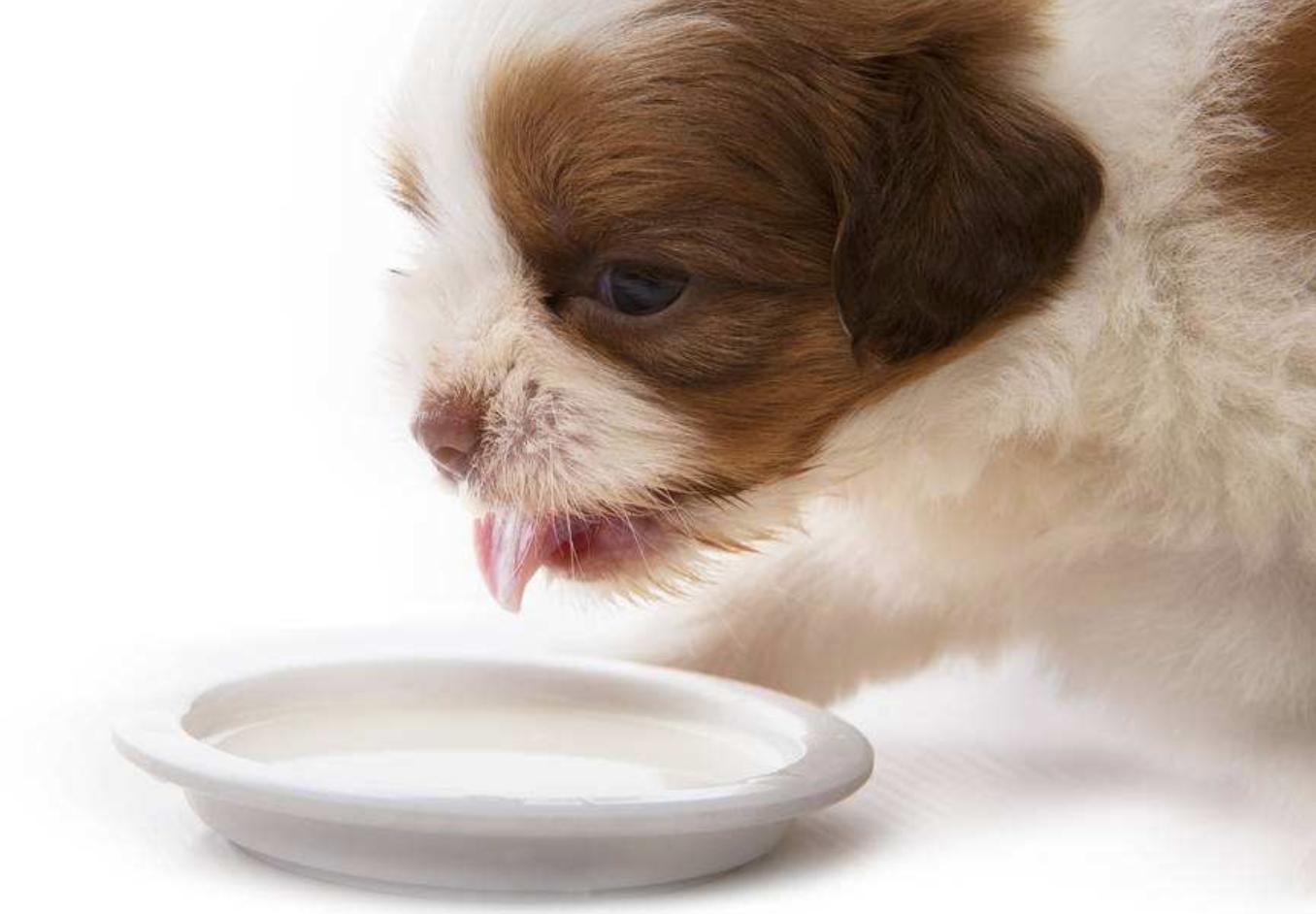 狗狗接生需要准备一些什么东西,狗狗难产主人帮狗狗接生全过程