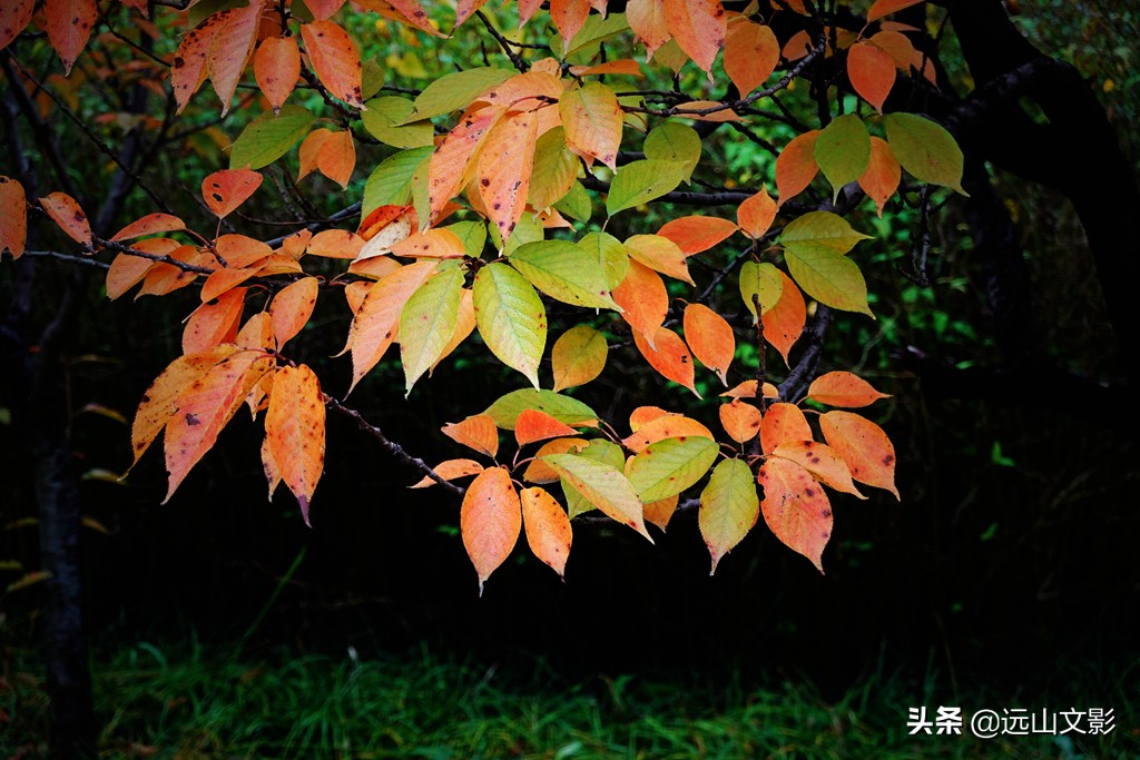 索尼黑卡二怎么拍,索尼黑卡2大光圈拍视频