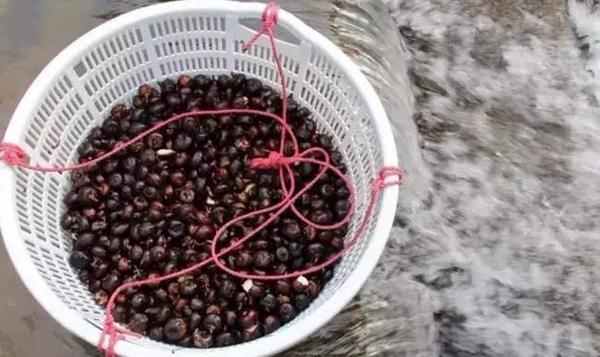 食材美食年货新鲜分享,番禺马蹄粉做法