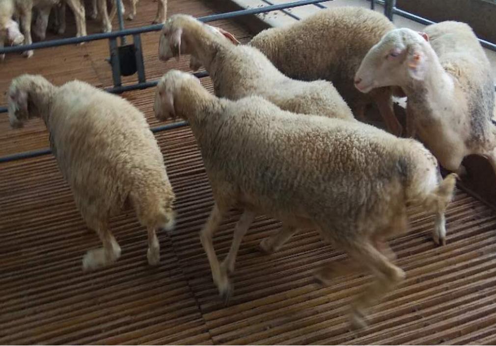 羔羊拉稀的常见原因及防治,羔羊常见的疾病有哪些