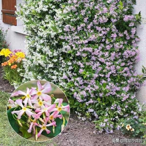 适合阳台种植的爬藤植物都有哪些,家庭阳台种什么爬藤植物比较好