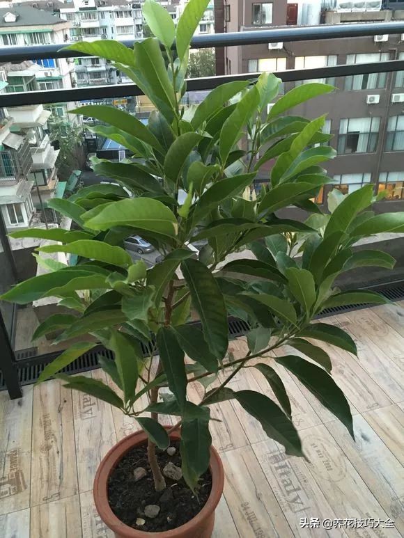 5种花特清香，家里养一盆，芬芳不断，清香四溢，异味全无