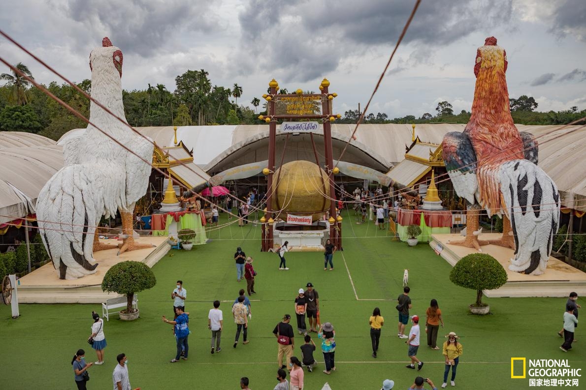 泰国蛋童旅游热潮,泰国蛋童引发旅游热潮