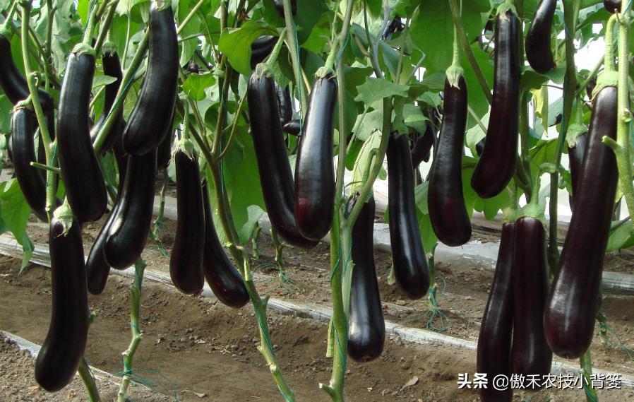 农作物苗期用哪个调节剂比较好,作物生长调节剂大全