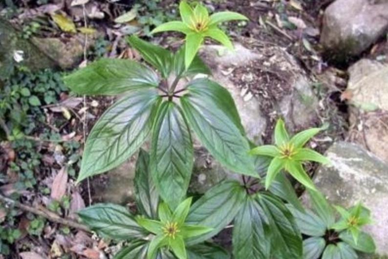 竹子下的1种“杂草”，看到别去踩，晒干后1斤“500元”，珍贵